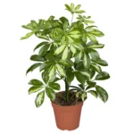 Горшечная шеффлера пестролистная