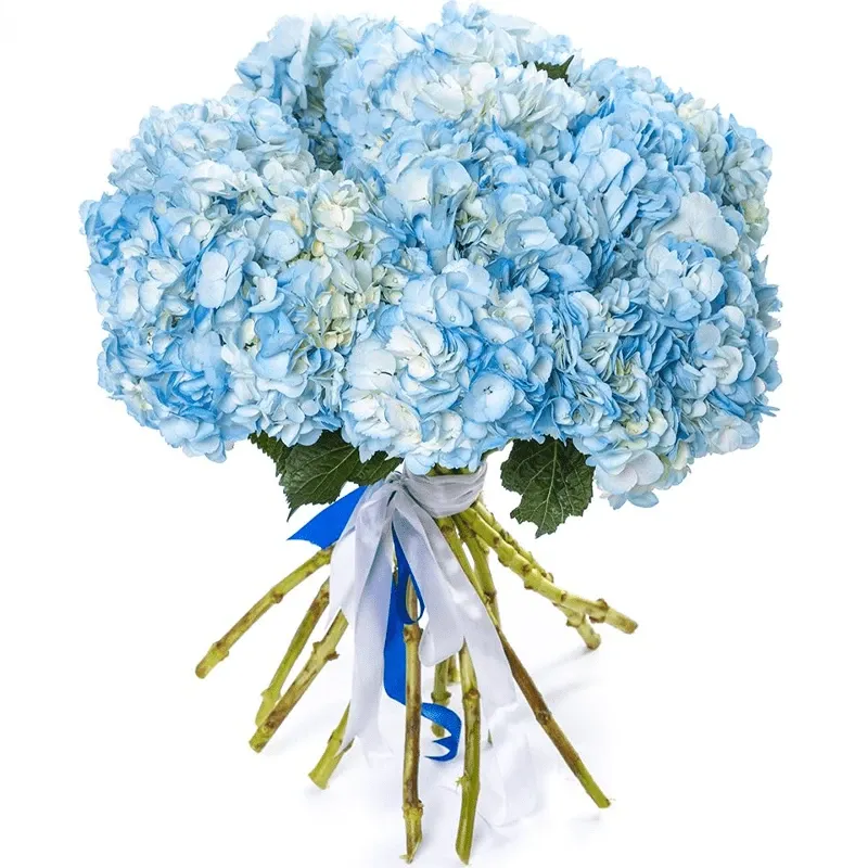 Гортензия нежно-голубая