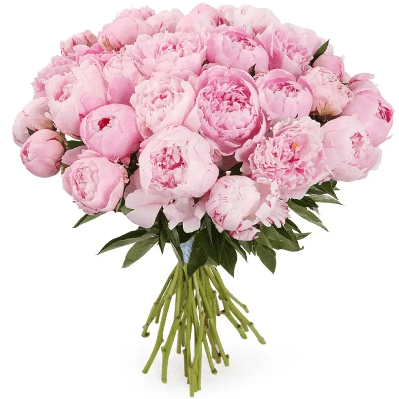 Пион розовый