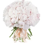 Пионы белые